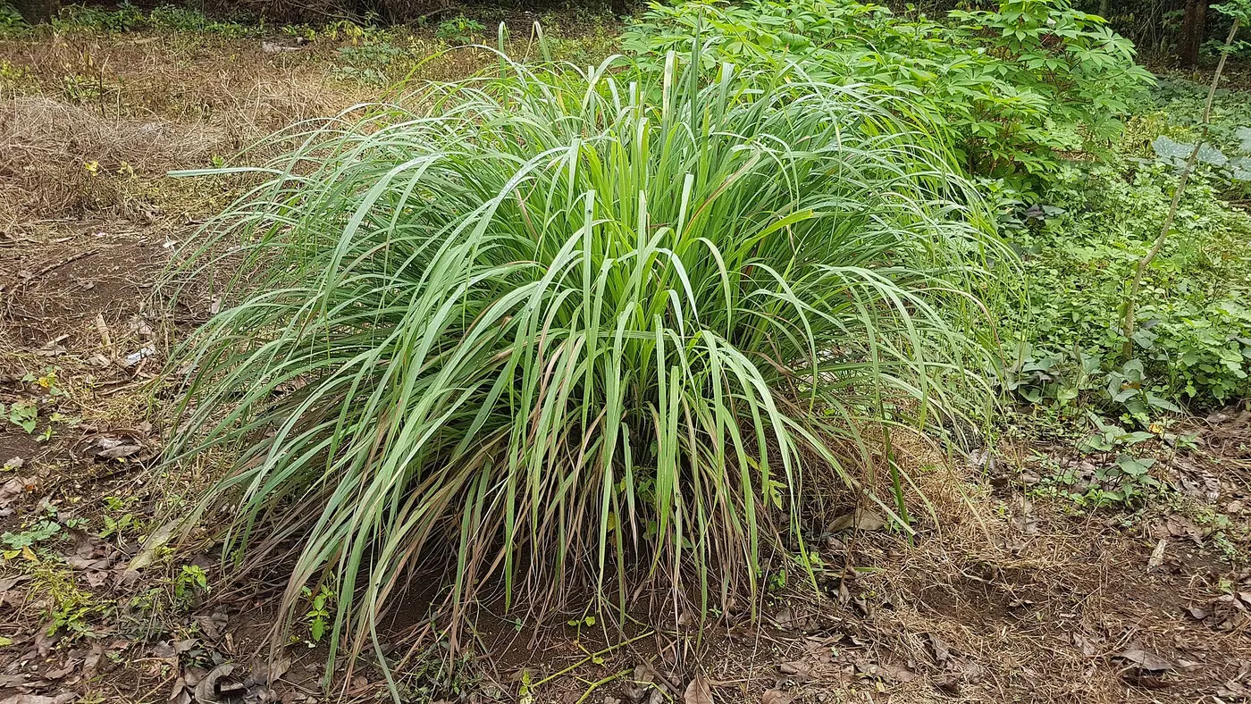 Lemongrass Ta Krai Fresh lemongrass stalks, ta krai, a key Thai herb