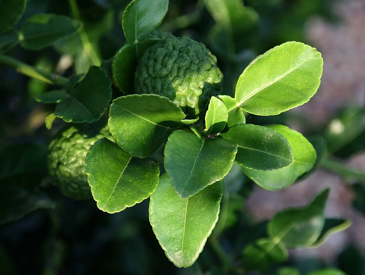 Makrut Lime Leaves Makrut lime fruit and leaves, bai makrut, Thai ingredient