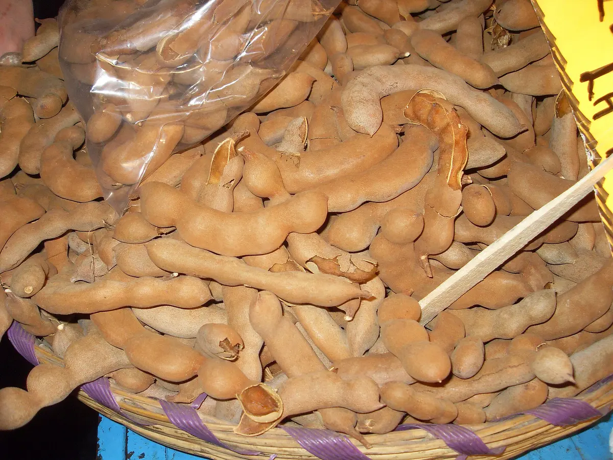 Tamarind Makham Tamarind pods makham, the sour fruit of Thai cooking
